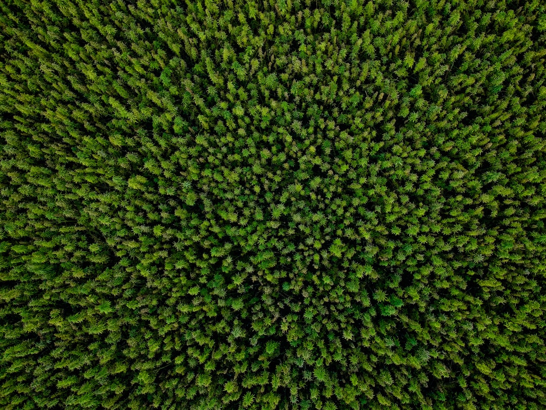 A close up of vibrant green Chinese chives (韭菜) being watered