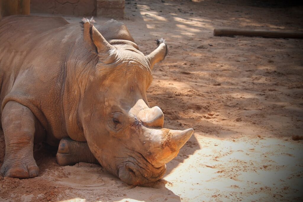 Xi’s Africa Gambit: How China Redrew the Power Map – A Cynical Look